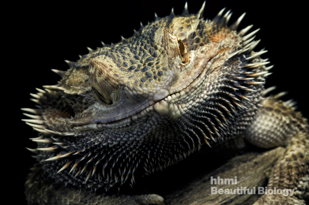 beardie 3.jpg?itok=uAk8ir9a